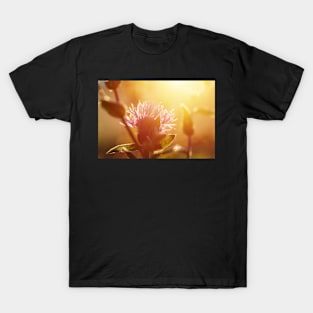 Winter meadow at sunrise T-Shirt